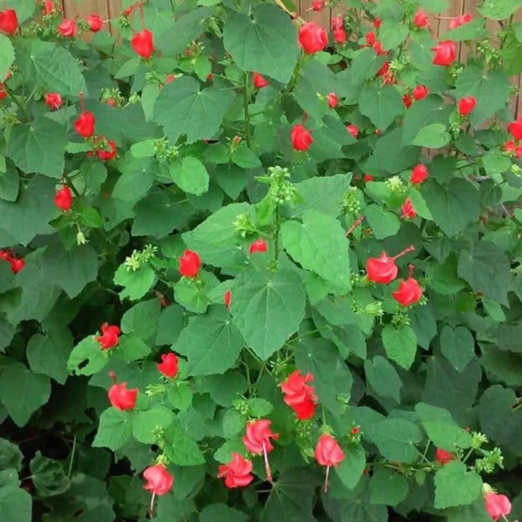 نهال ختمی زنگوله ای معتدل