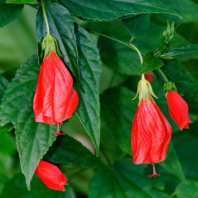 نهال ختمی زنگوله ای معتدل
