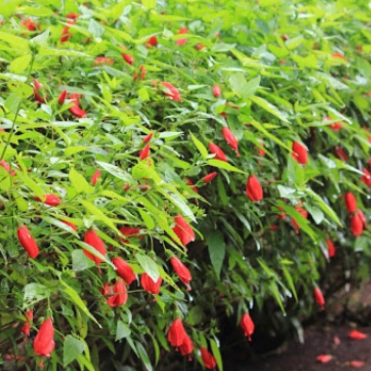 نهال ختمی زنگوله ای معتدل