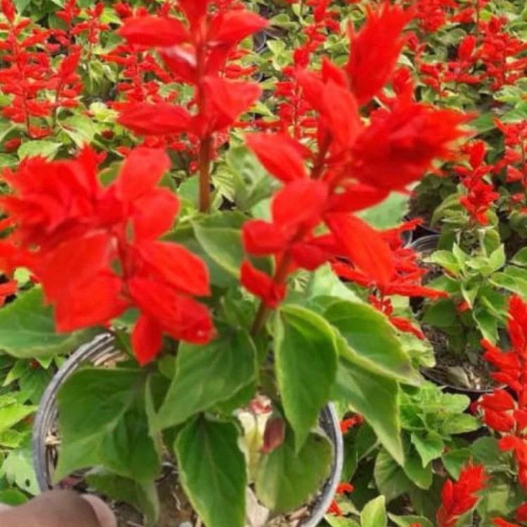نهال سلوی قرمز