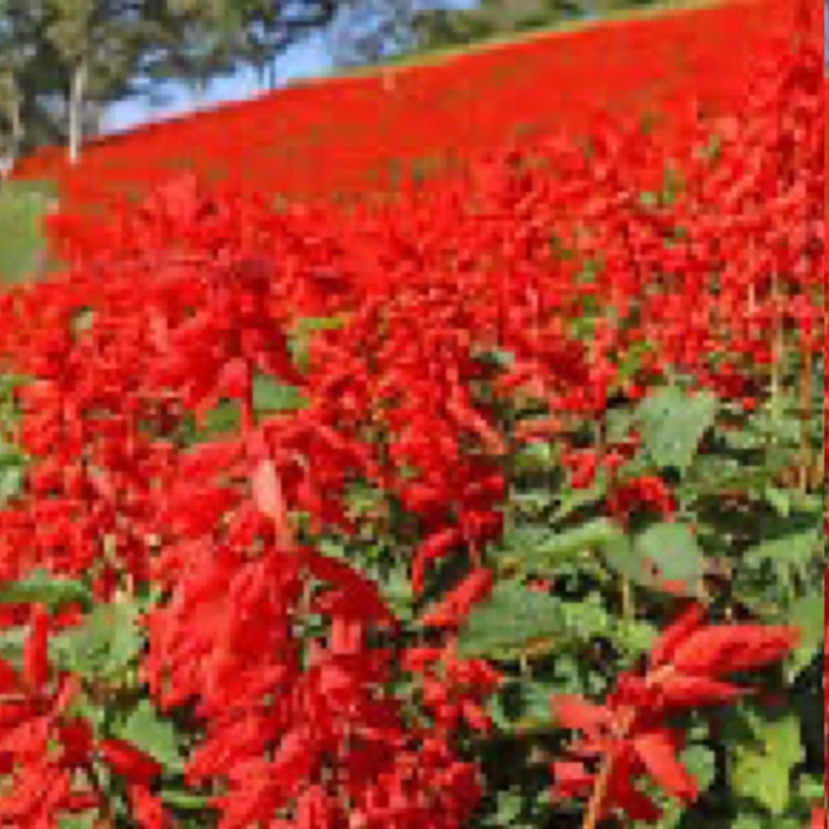 نهال سلوی قرمز