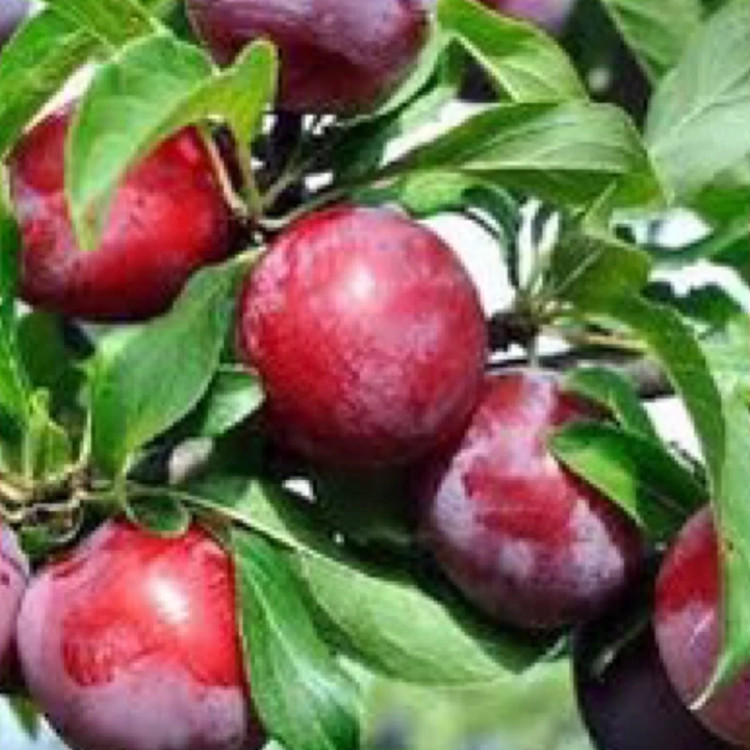 نهال الو آلبرتا