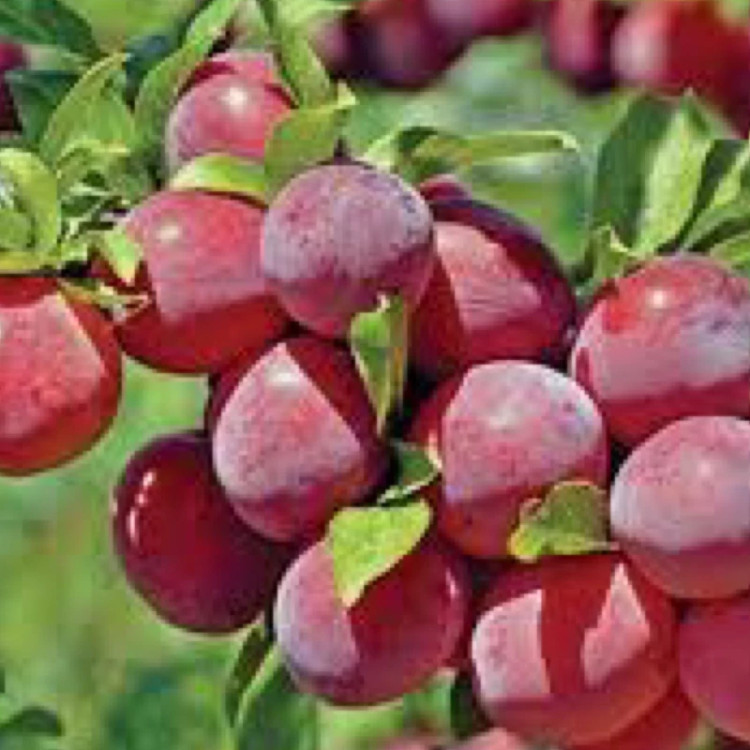 نهال الو آلبرتا