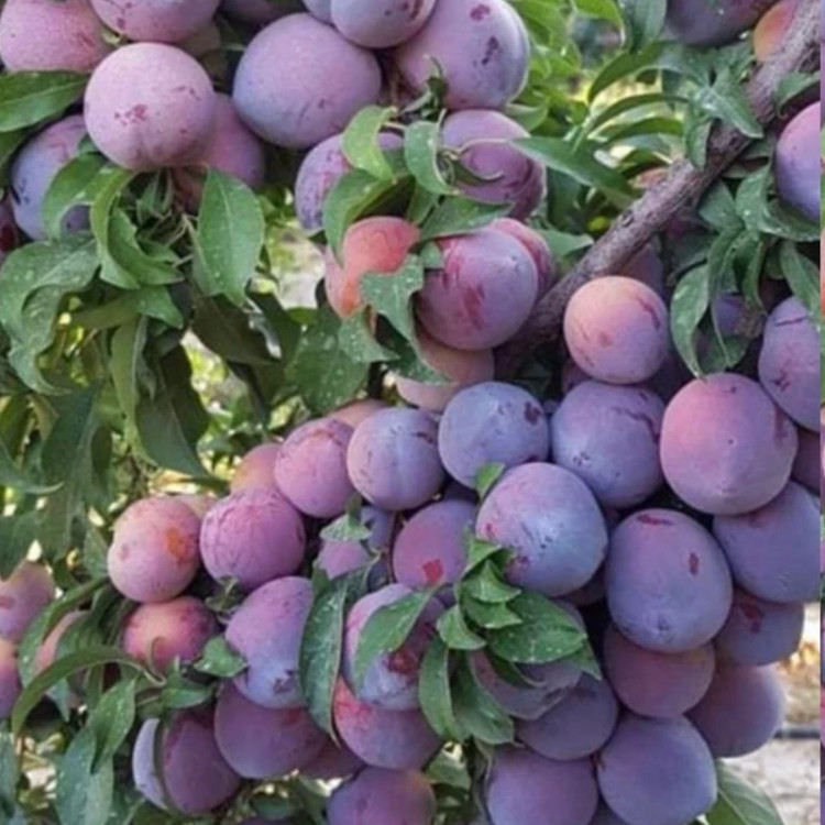 نهال آلو بخارا