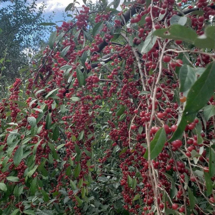 نهال سیلور بری