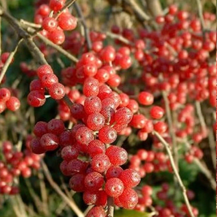 نهال سیلور بری