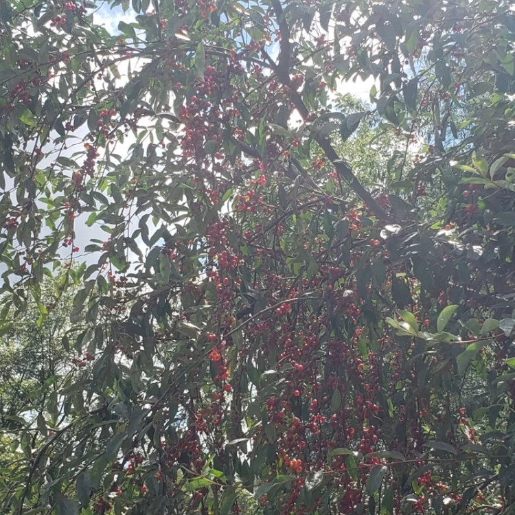 نهال سیلور بری