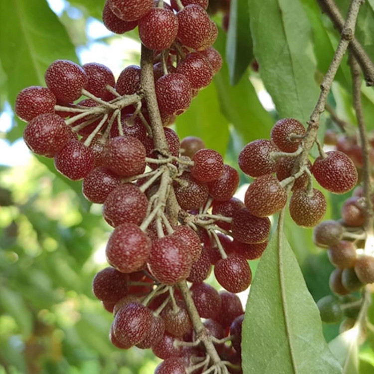 نهال سیلور بری