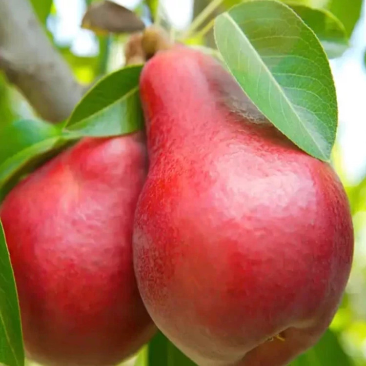 نهال گلابی قرمز