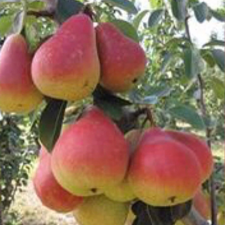 نهال گلابی قرمز
