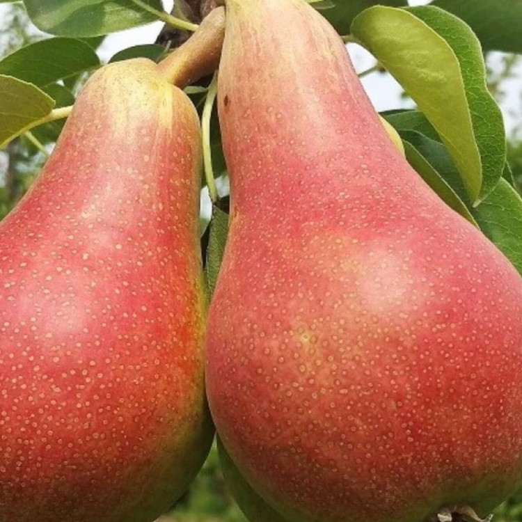 نهال گلابی قرمز