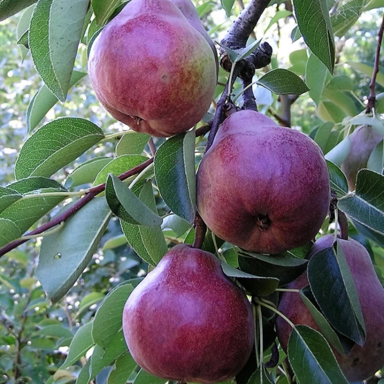نهال گلابی خونی جونیور