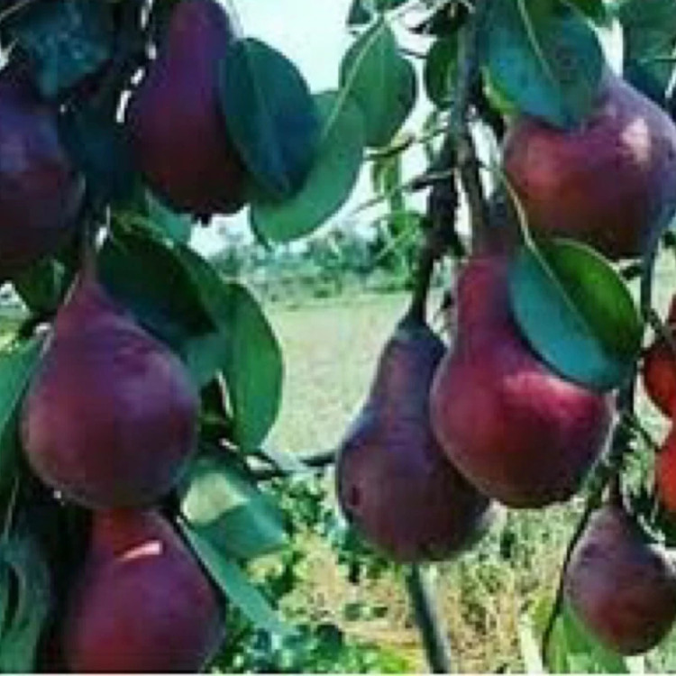 نهال گلابی خونی جونیور
