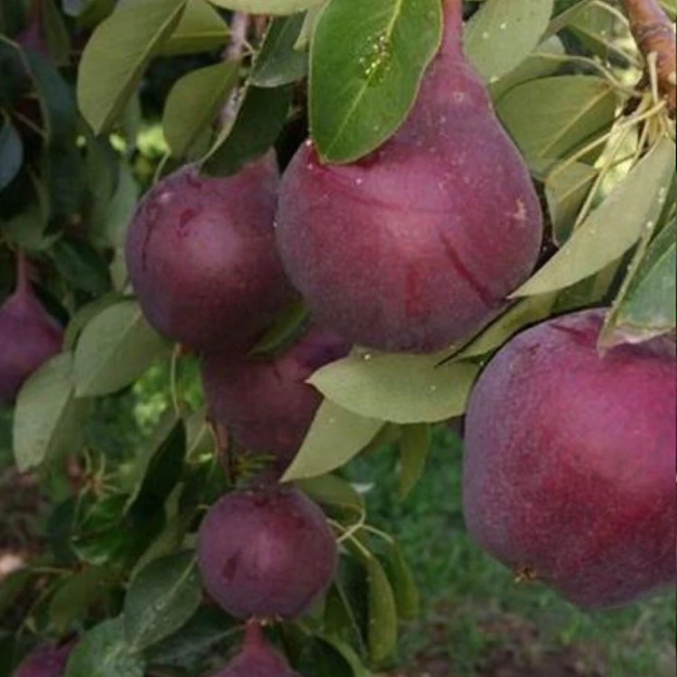 نهال گلابی خونی جونیور