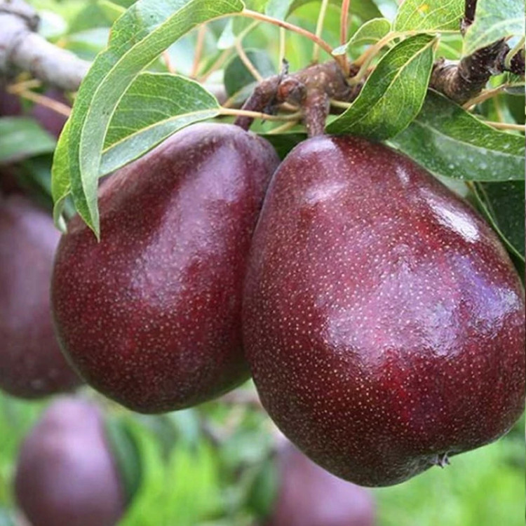 نهال گلابی خونی جونیور
