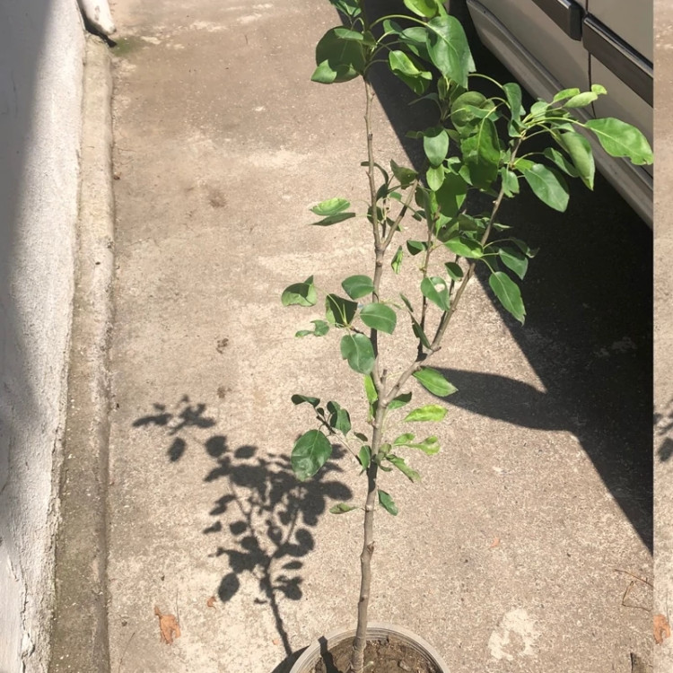 نهال گلابی خونی جونیور