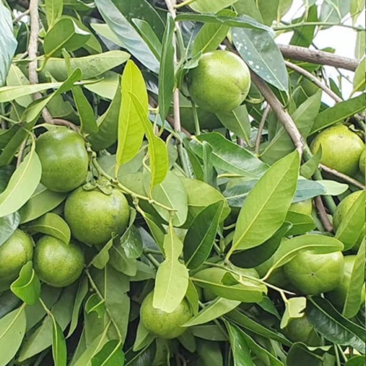 نهال ساپوت سیاه