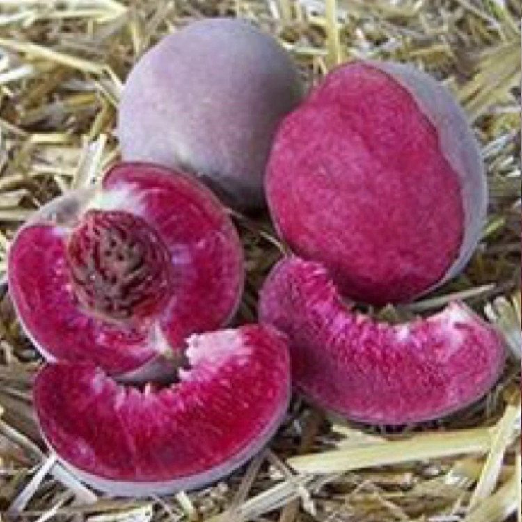 نهال هلو خونی نایاب