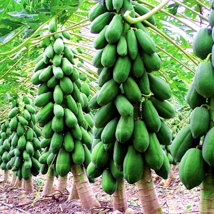 نهال پاپایا خربزه درختی