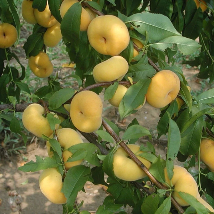 نهال هلو انجیری طلایی