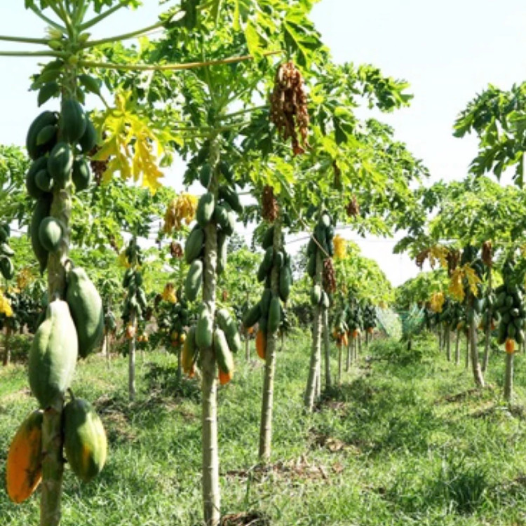 نهال پاپایا خربزه درختی