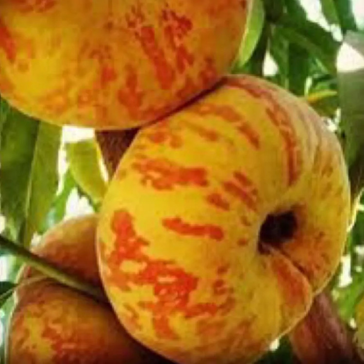 نهال هلو پلنگی