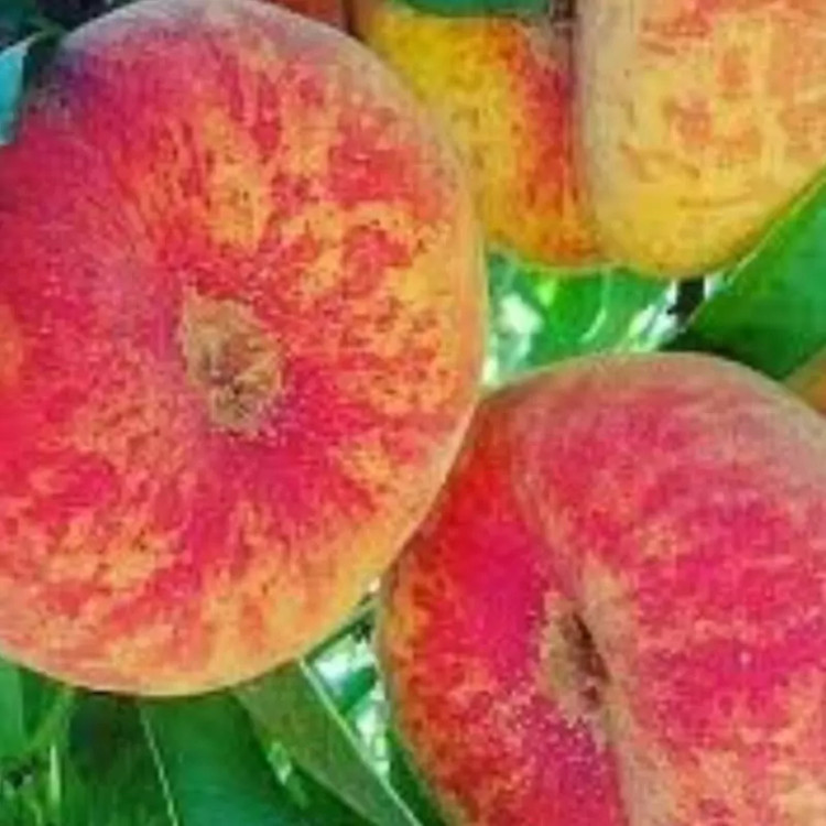 نهال هلو پلنگی