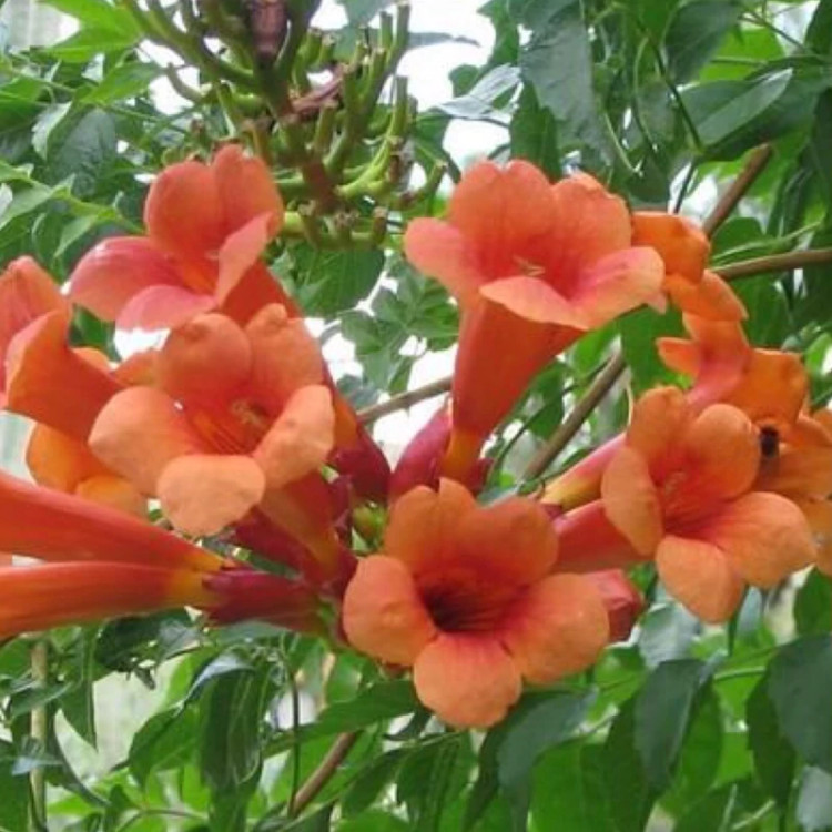 نهال پیچ اناری