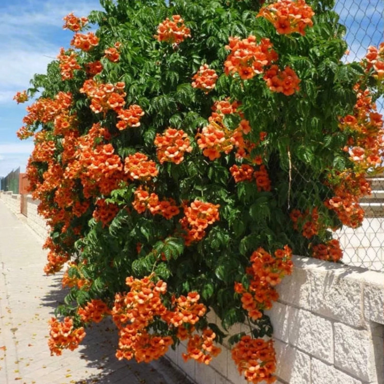 نهال پیچ اناری