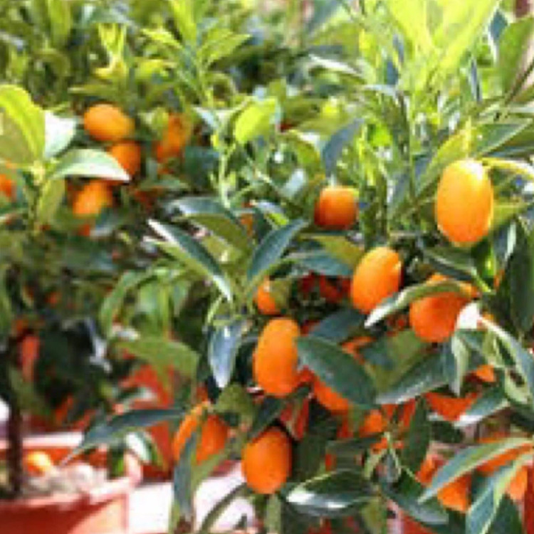 نهال کامکوات
