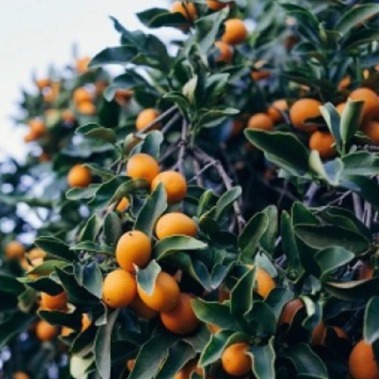 نهال کامکوات