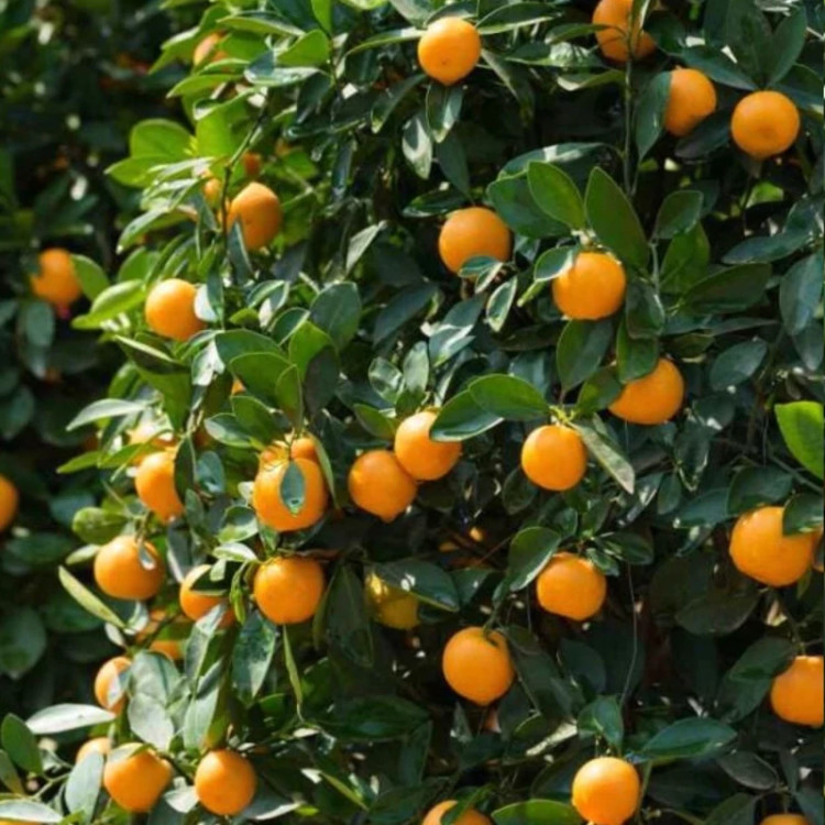 نهال کامکوات