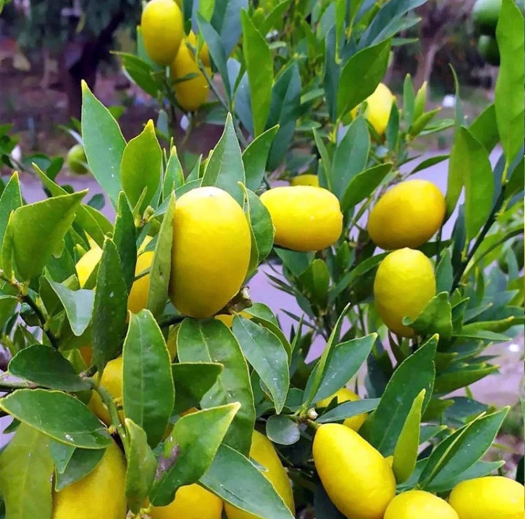 نهال لایم کوات پاکوتاه