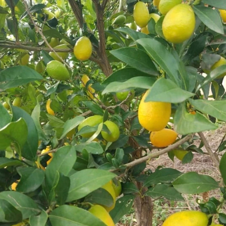 نهال لایم کوات پاکوتاه