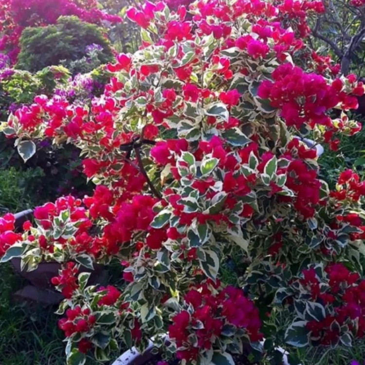 نهال گل کاغذی ابلق