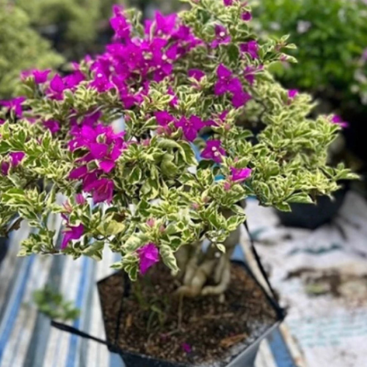نهال گل کاغذی ابلق