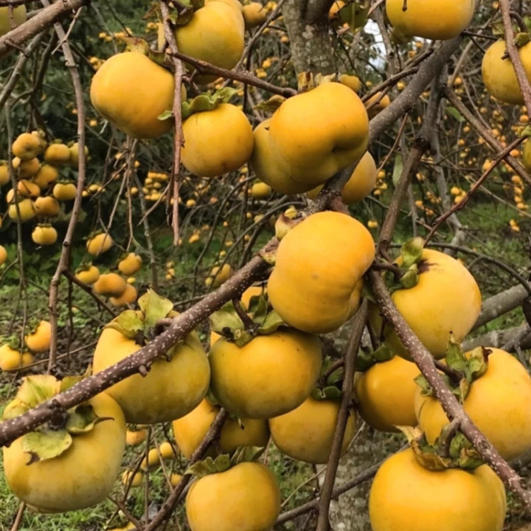 نهال خرمالو سیبی سفت