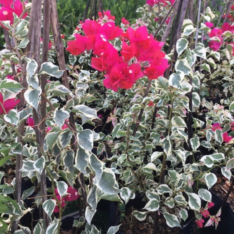 نهال گل کاغذی ابلق