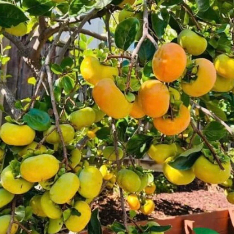 نهال خرمالو سیبی سفت