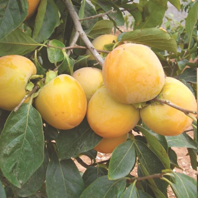 نهال خرمالو سیبی سفت