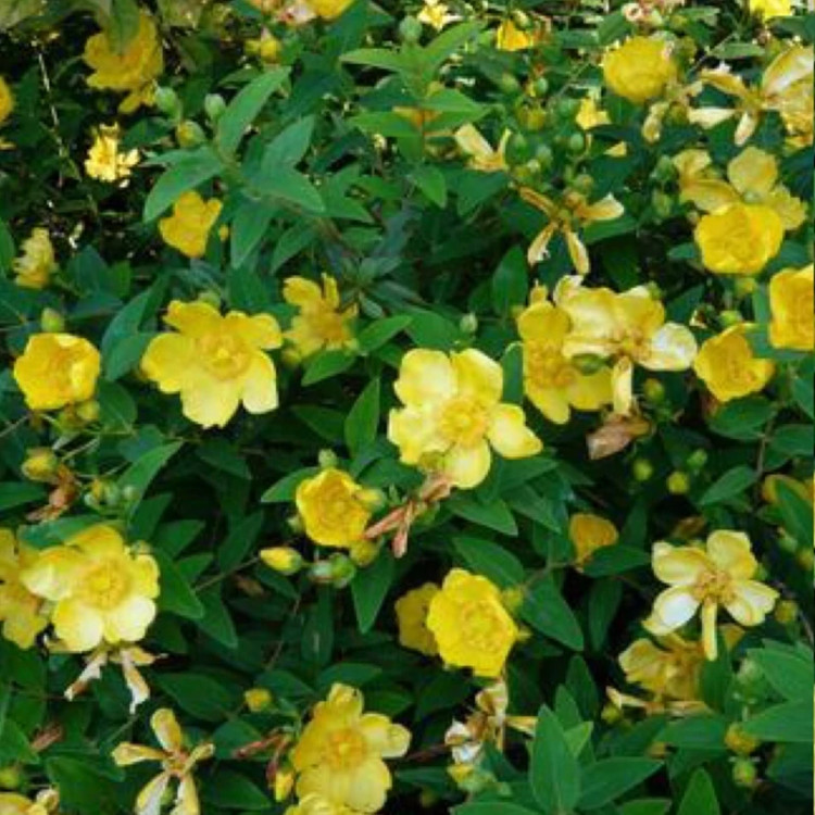 نهال یاس رائی