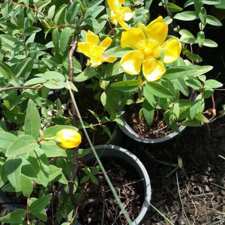 نهال یاس رائی