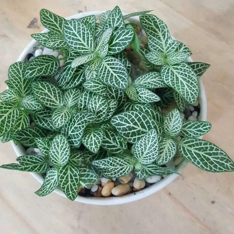 نهال گل سنگ