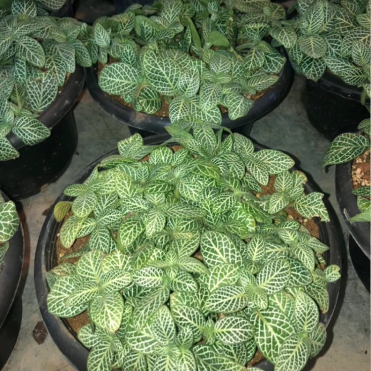 نهال گل سنگ