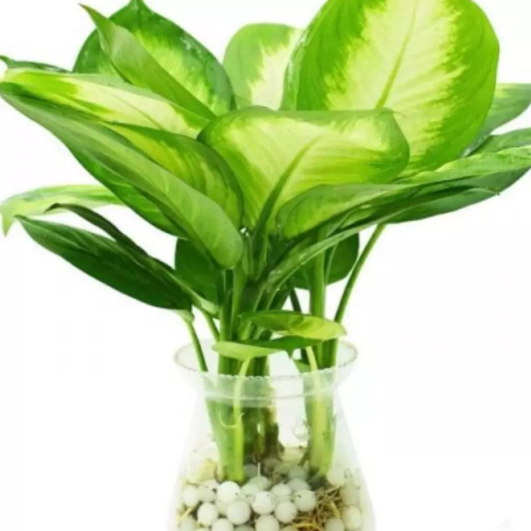 نهال دیفن کاملیا