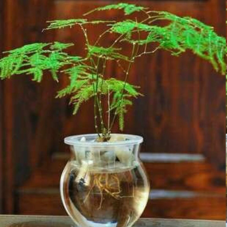 نهال گل ابری