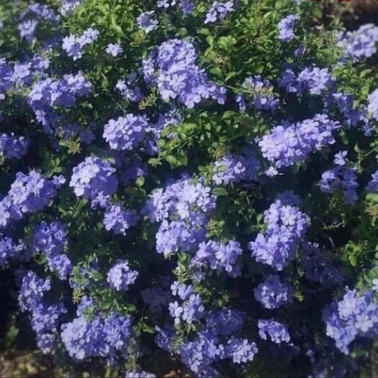 نهال یاس آبی