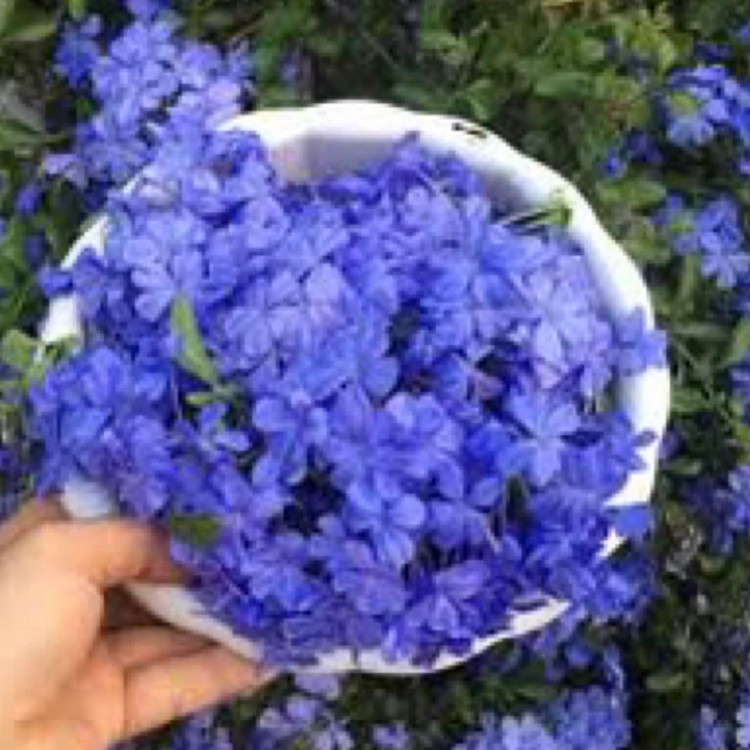 نهال یاس آبی