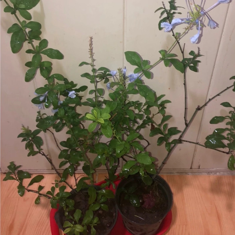 نهال یاس آبی