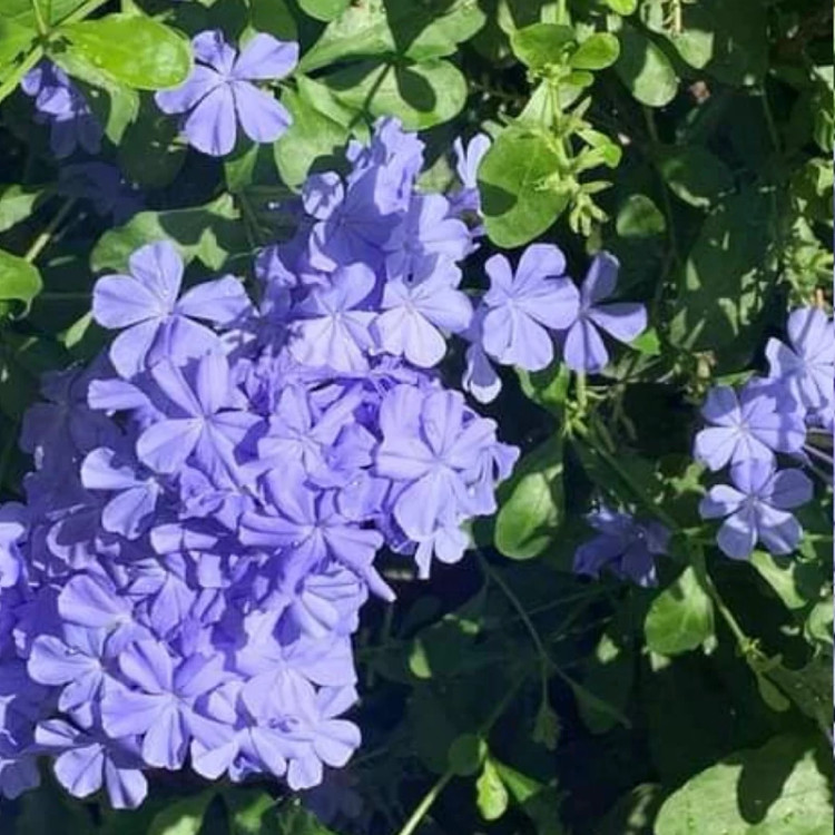 نهال یاس آبی